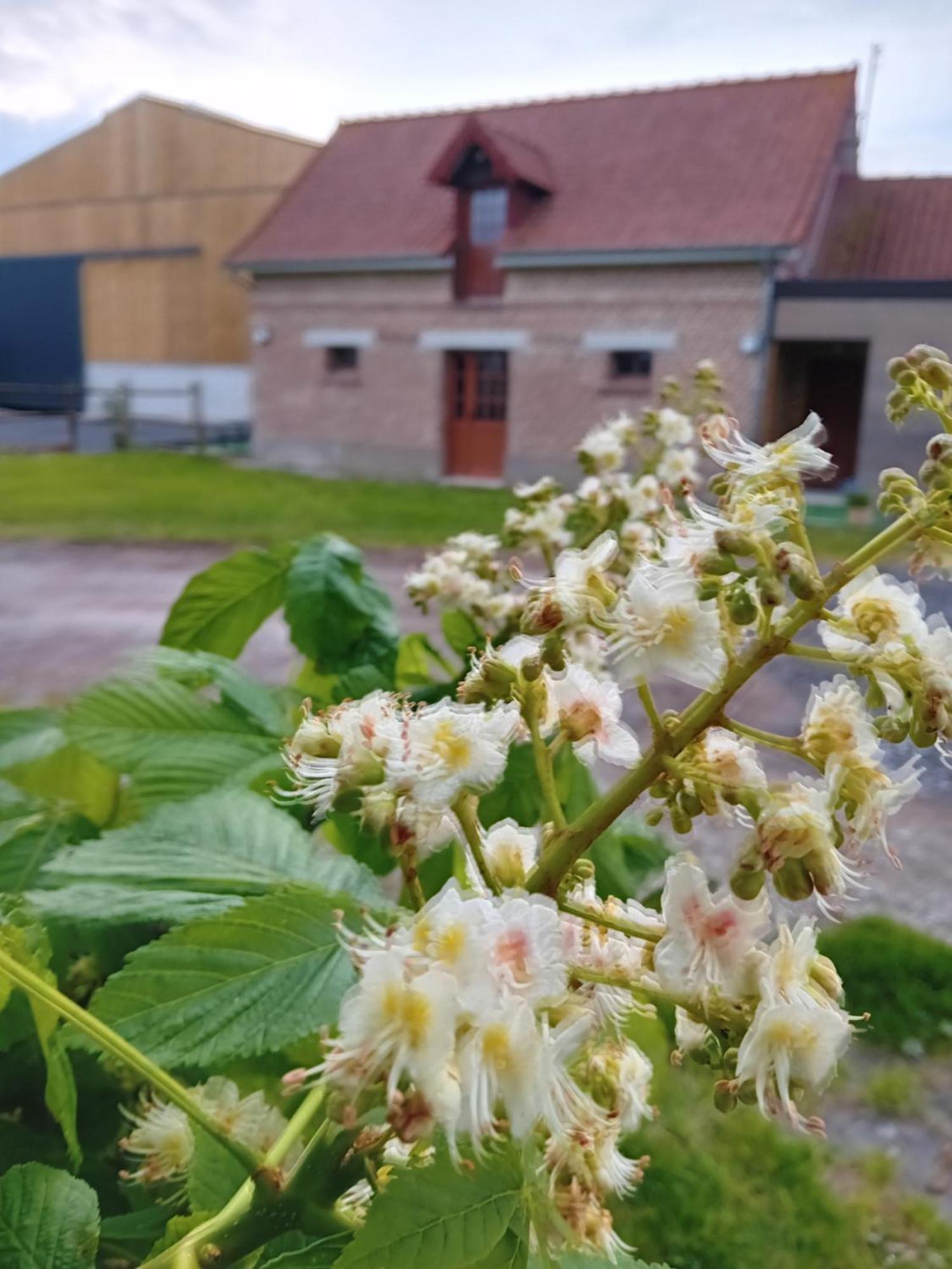 Gite Ferme Du Marronnier Derchigny エクステリア 写真